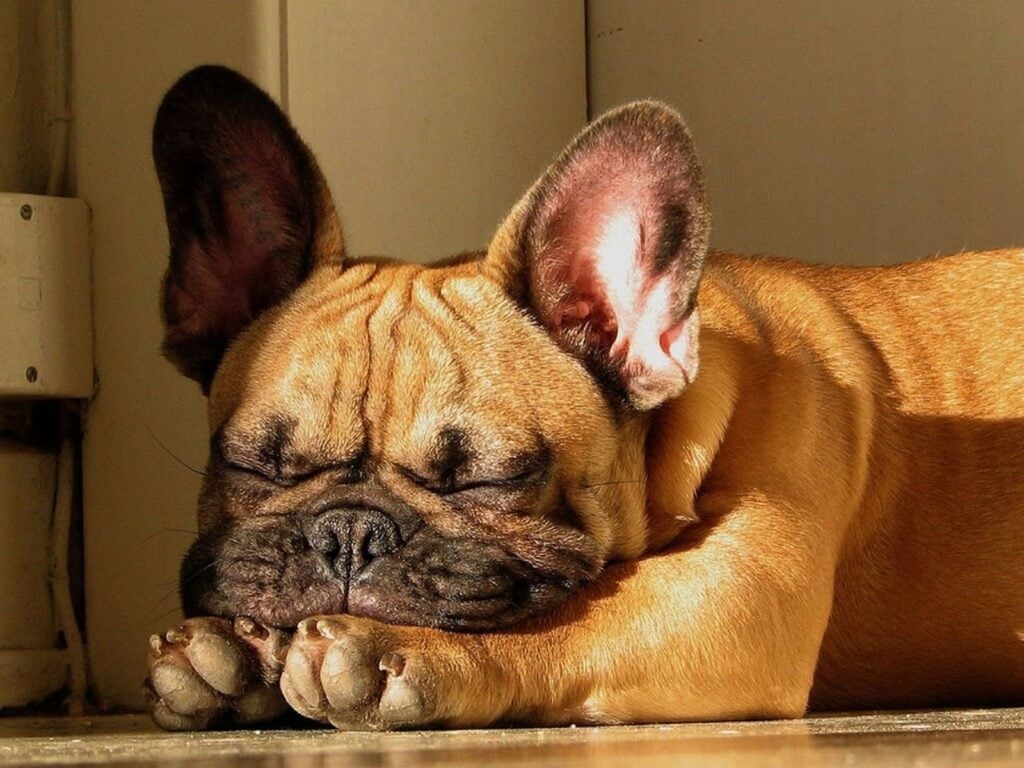 French bulldog puppy store sleeping